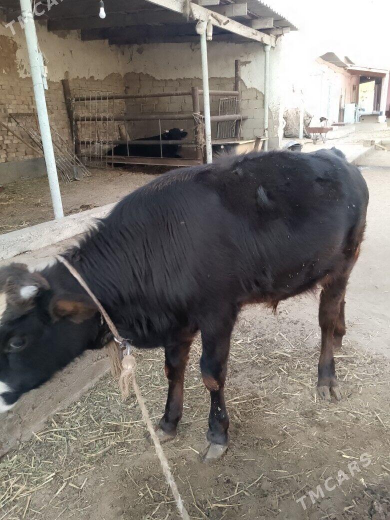 öküz - Aşgabat - img 2