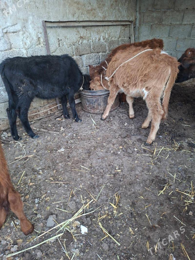 okuzce tuwe - Garadamak Şor - img 3