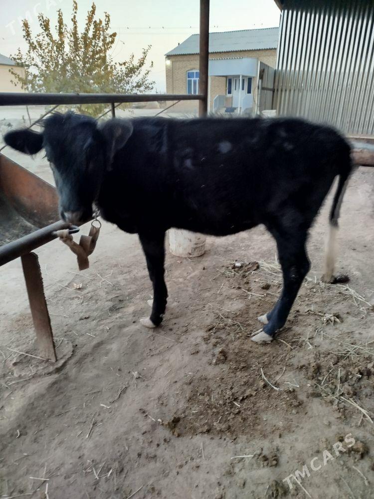 guljun - Sakarçäge - img 2