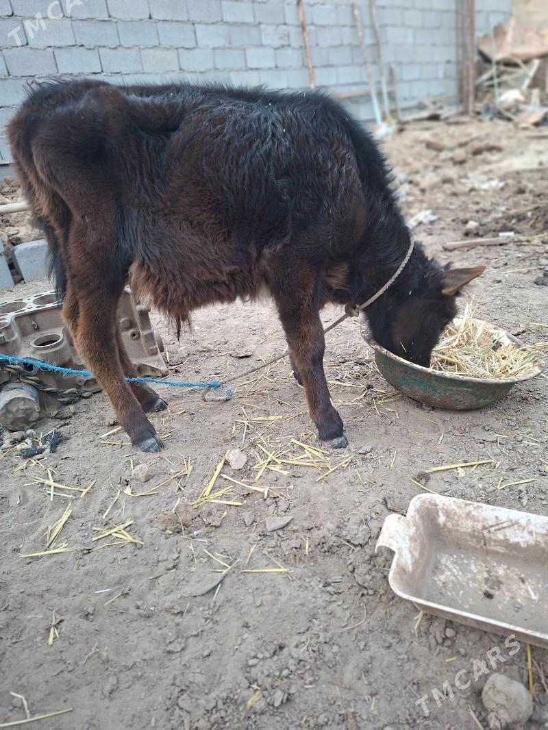 okuzce tuwe - Garadamak Şor - img 6