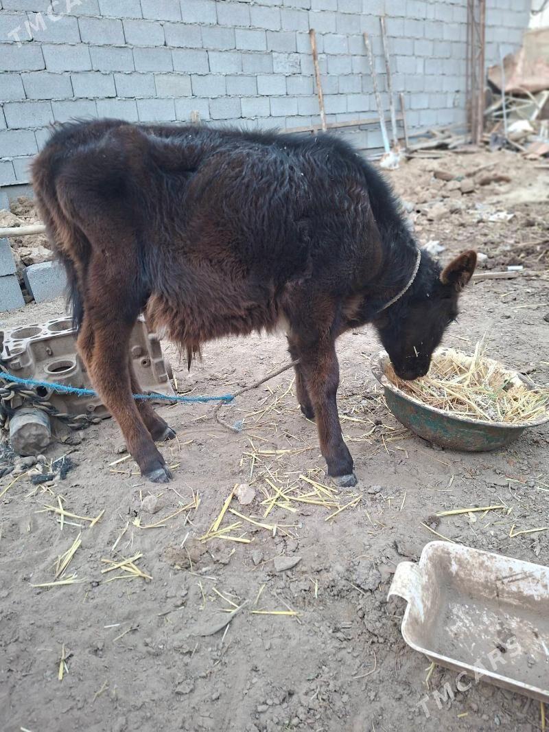 okuzce tuwe - Garadamak Şor - img 5