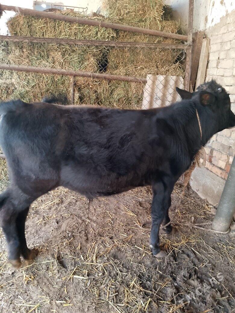 öküz - Aşgabat - img 2