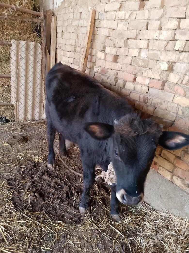 öküz - Aşgabat - img 3