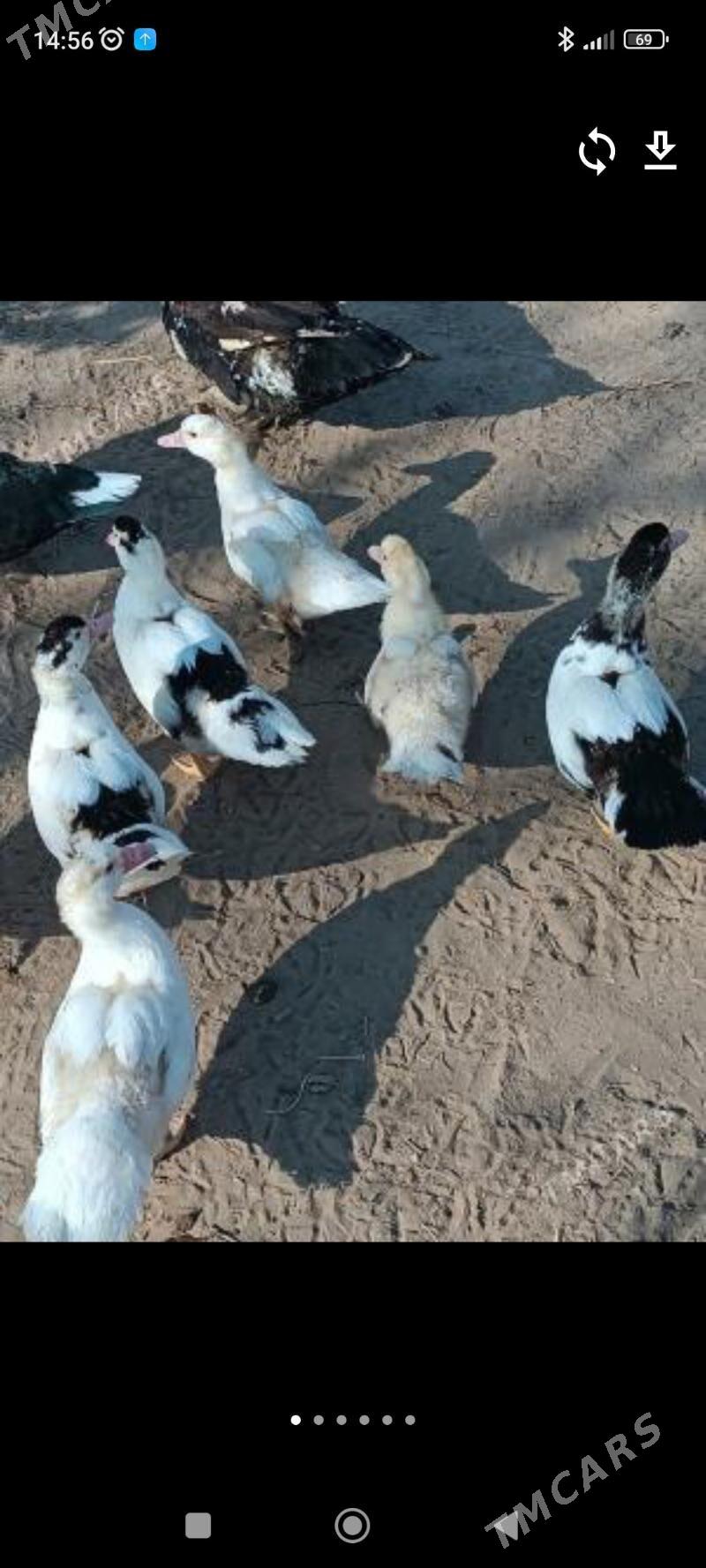 Indawutga - Мары - img 2