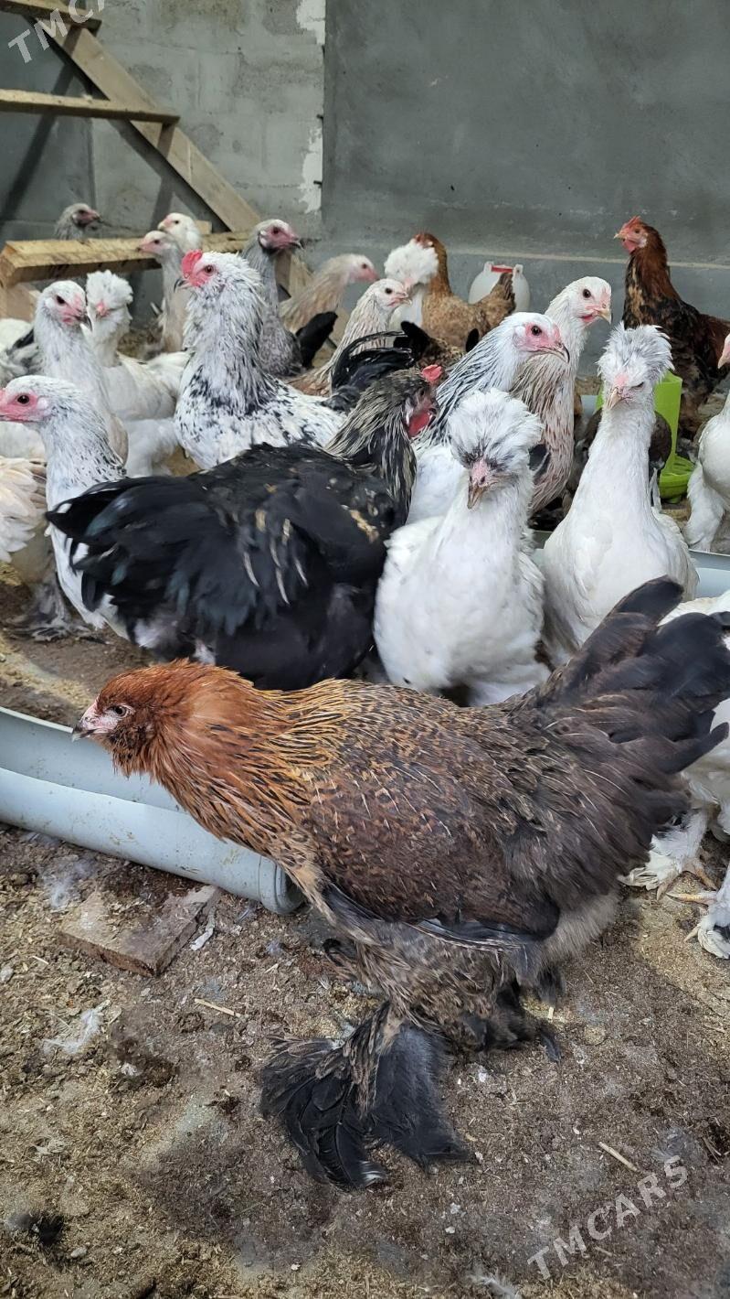 Towuk - Ак-Бугдайский этрап - img 2