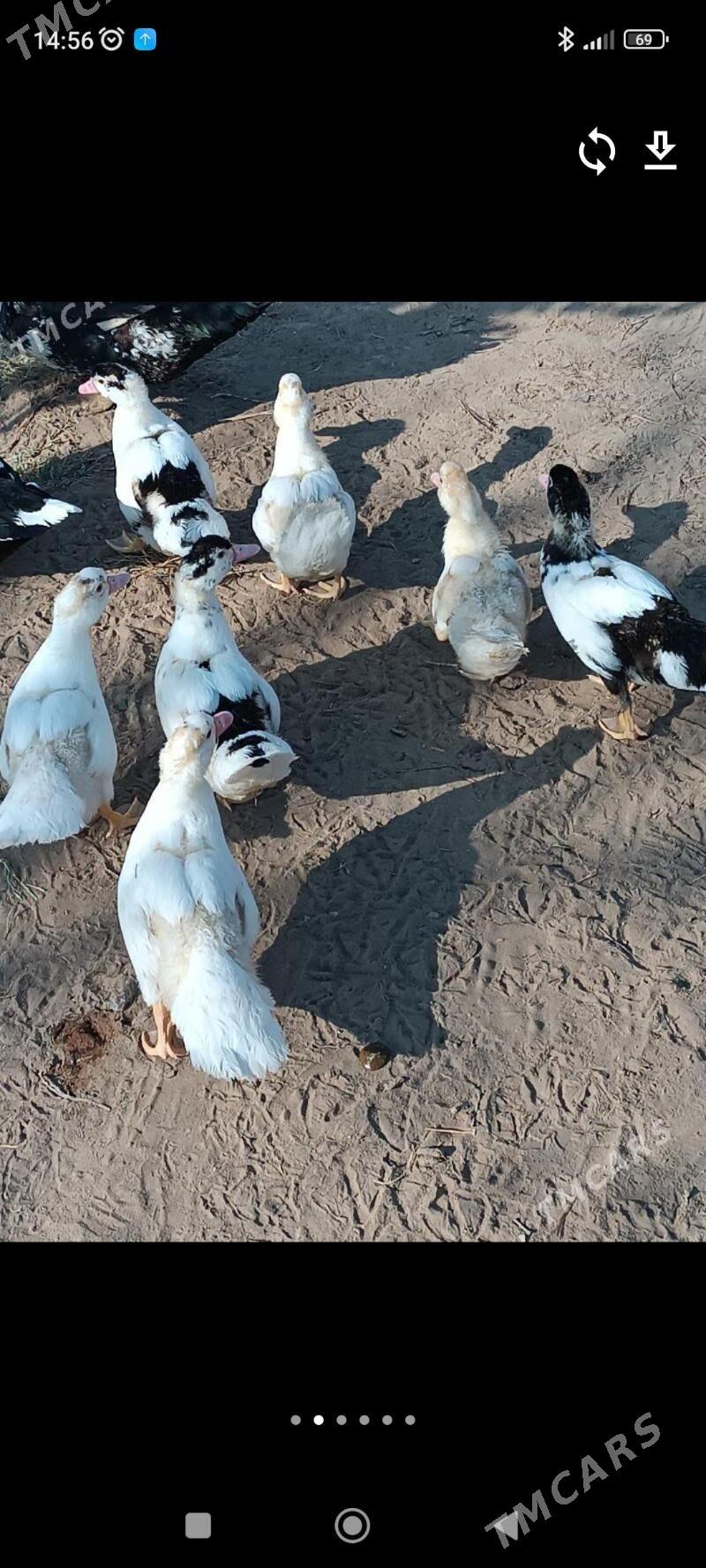 Indawutga - Мары - img 3