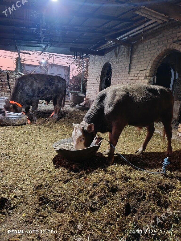 okuz - Çärjew - img 3