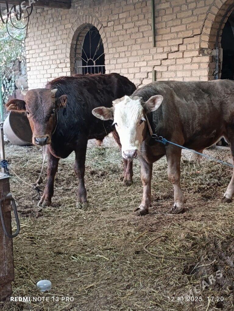 okuz - Çärjew - img 4