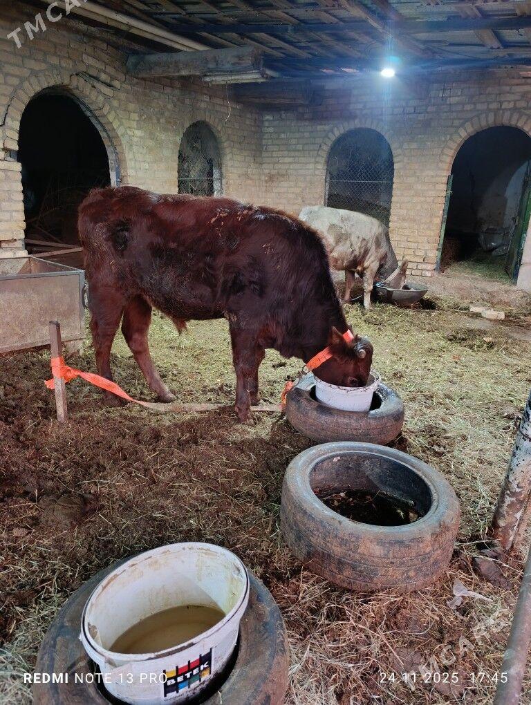 okuz - Çärjew - img 2