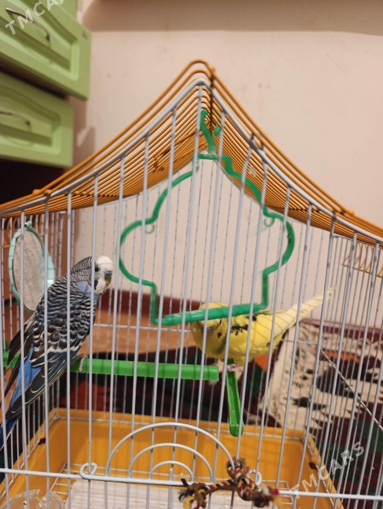 Канарейки - Туркменабат - img 3