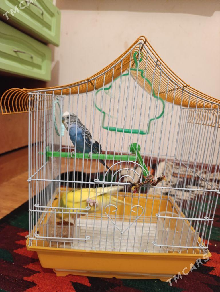 Канарейки - Туркменабат - img 2