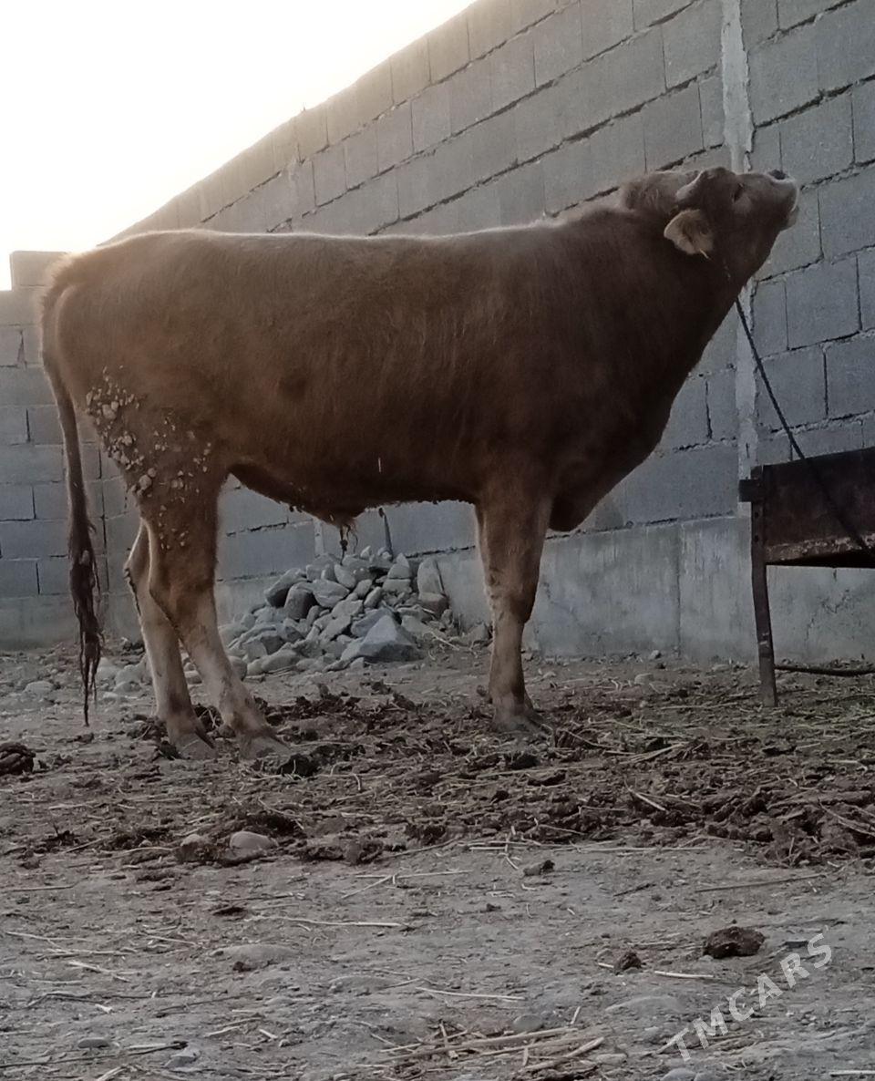 swes tohum öküz - Бахарден - img 2