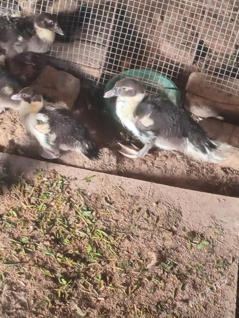 ordek - Mary - img 2