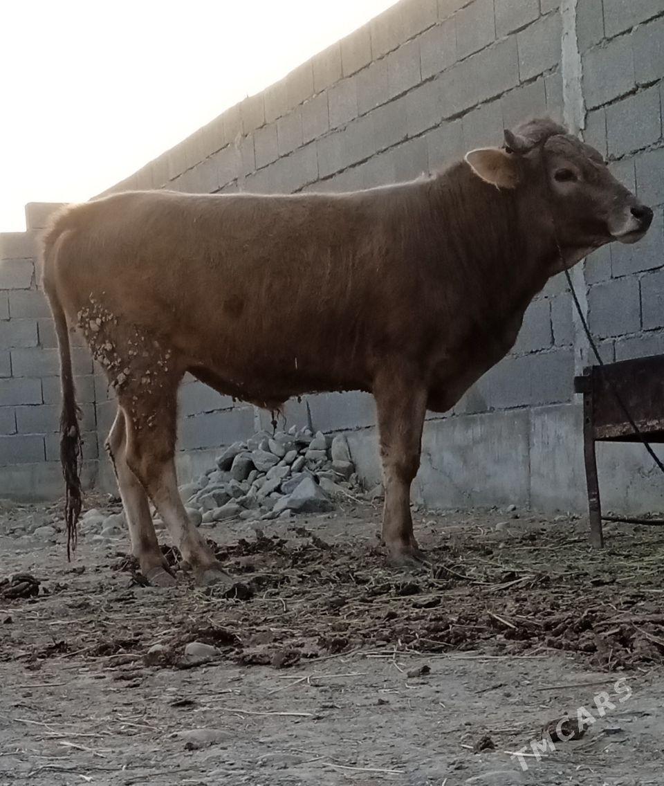 swes tohum öküz - Бахарден - img 3