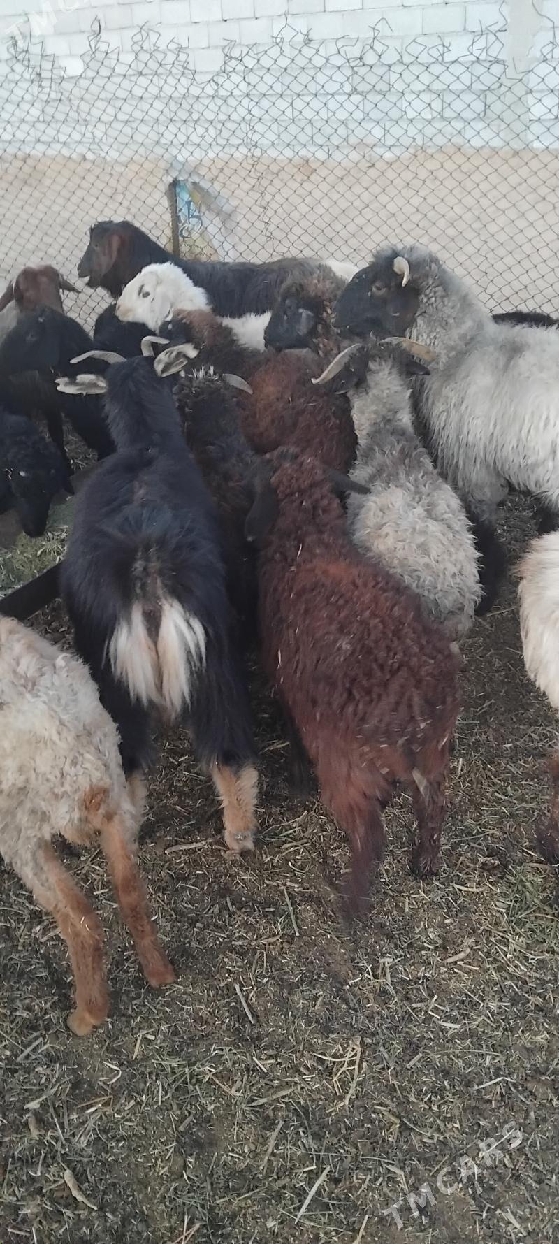 bakynmaga sagdynja toklylar - Гарадамак - img 4