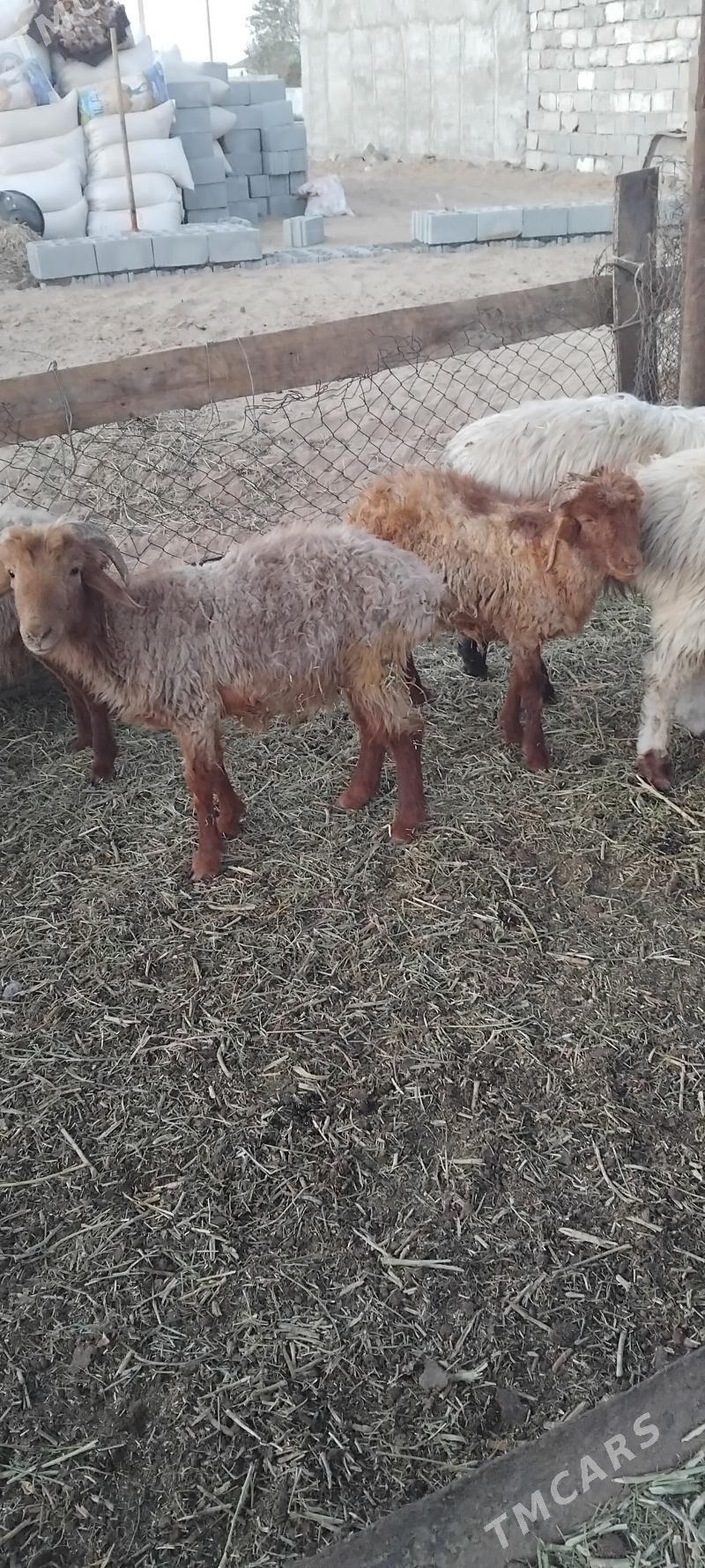 bakynmaga sagdynja toklylar - Гарадамак - img 3