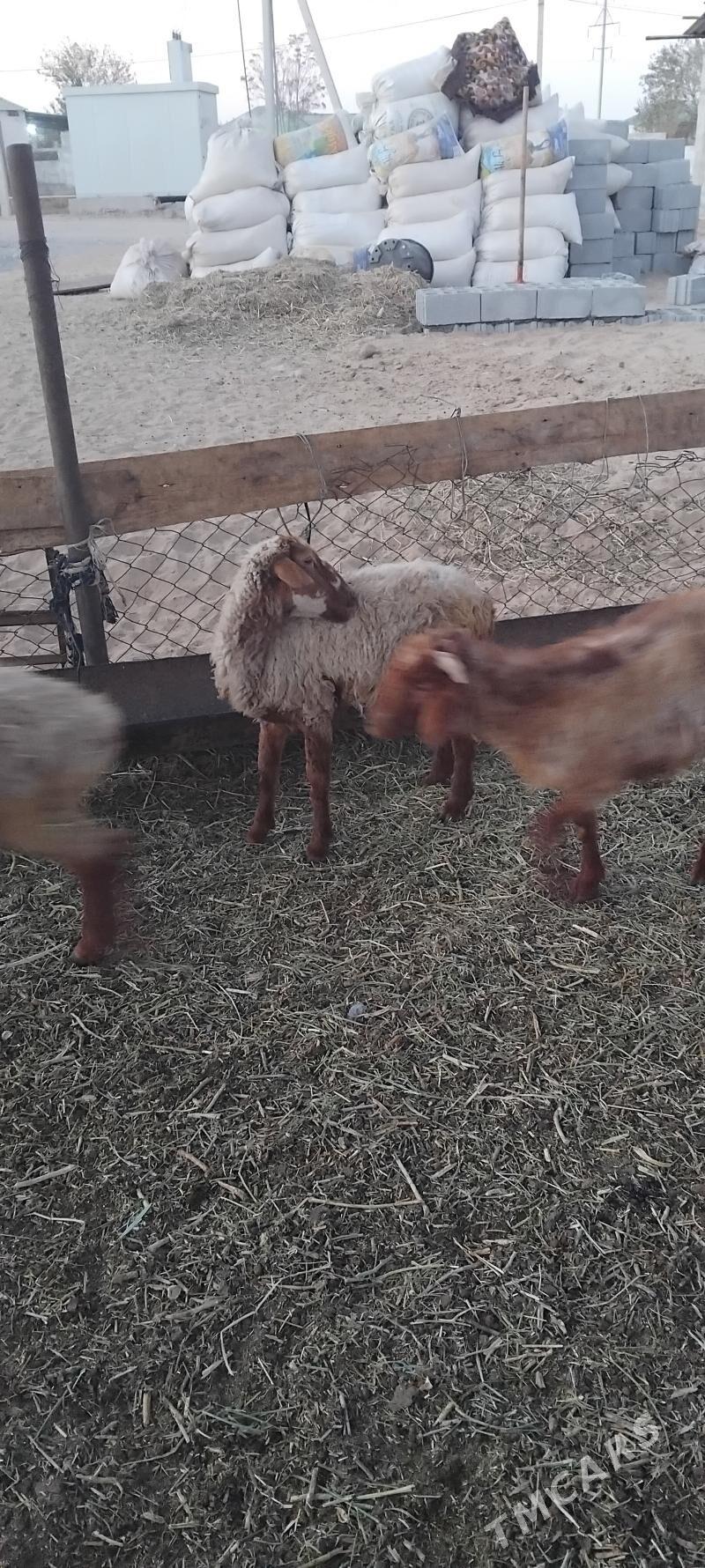 bakynmaga sagdynja toklylar - Гарадамак - img 2