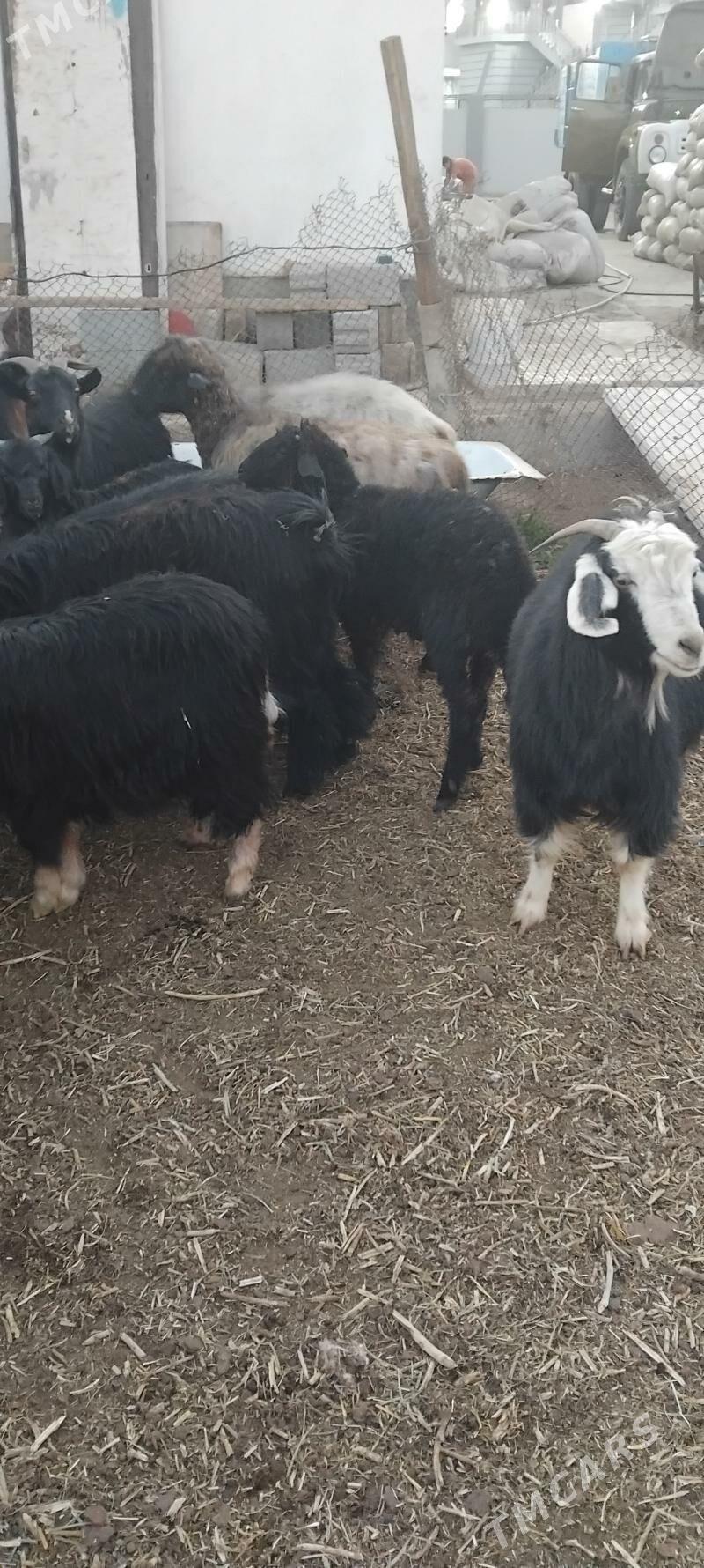 bakynmaga sagdynja toklylar - Гарадамак - img 5