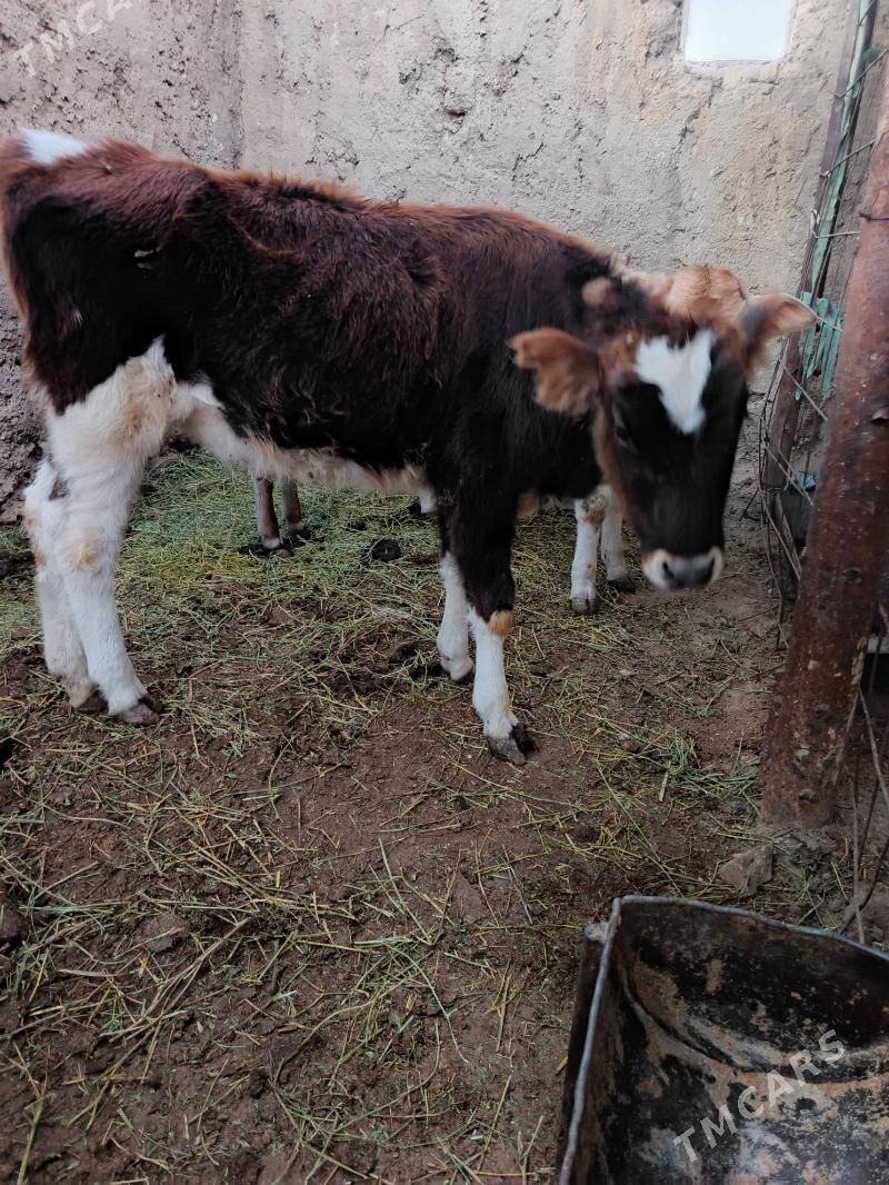 urkacy tanalar - Балканабат - img 2