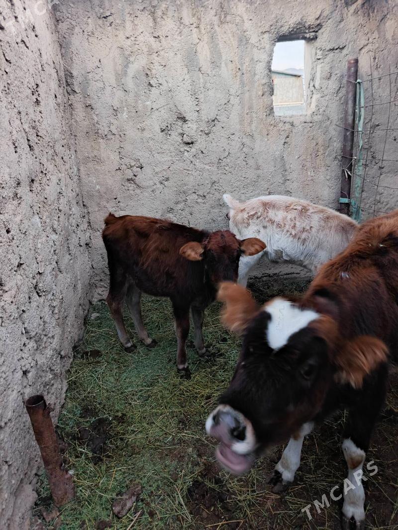 urkacy tanalar - Балканабат - img 5