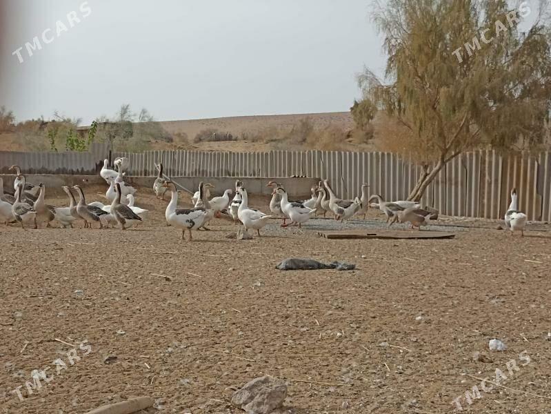 gaz yumurtgasy - Farap - img 3