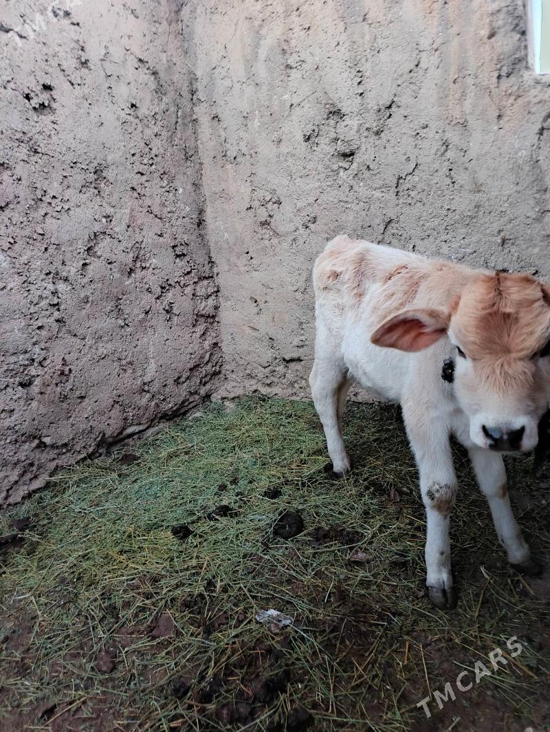 urkacy tanalar - Балканабат - img 1