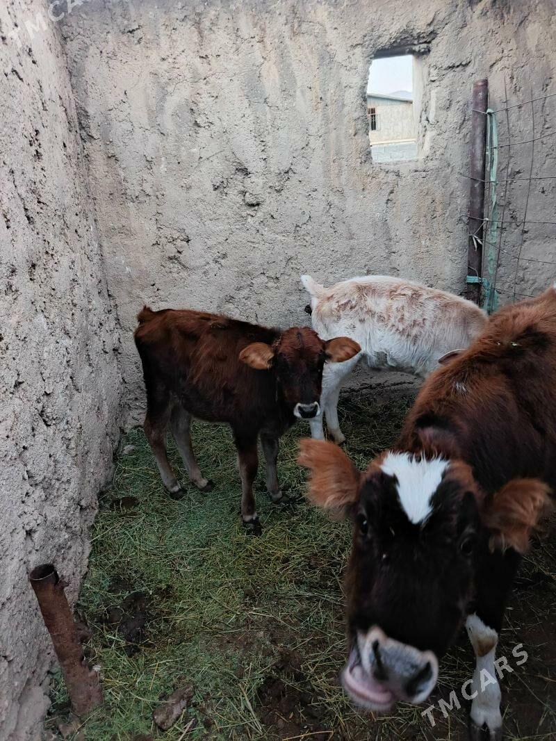 urkacy tanalar - Балканабат - img 4