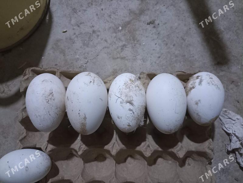 gaz yumurtgasy - Farap - img 2