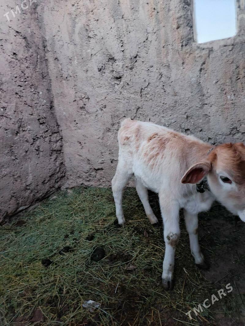 urkacy tanalar - Балканабат - img 6