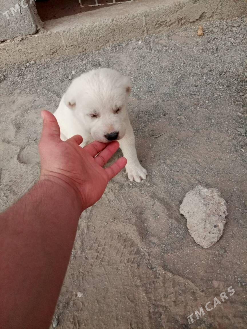 50 GUNLUK GUJUK - Гарадамак Шор - img 1