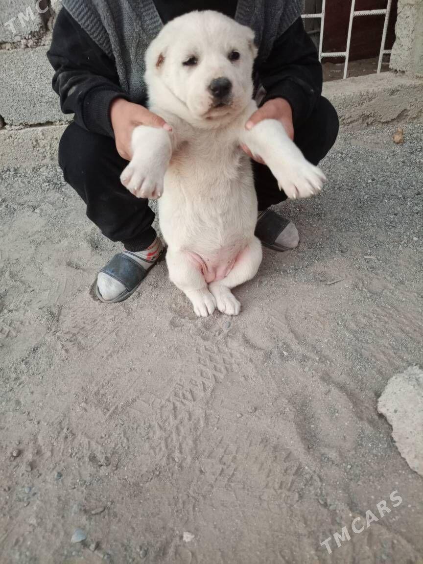 50 GUNLUK GUJUK - Гарадамак Шор - img 2