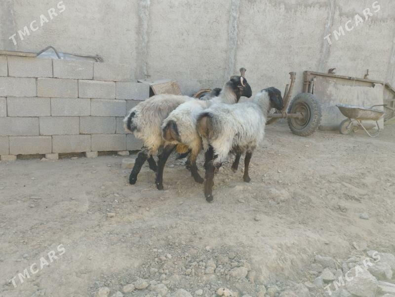 övöç - Aşgabat - img 2