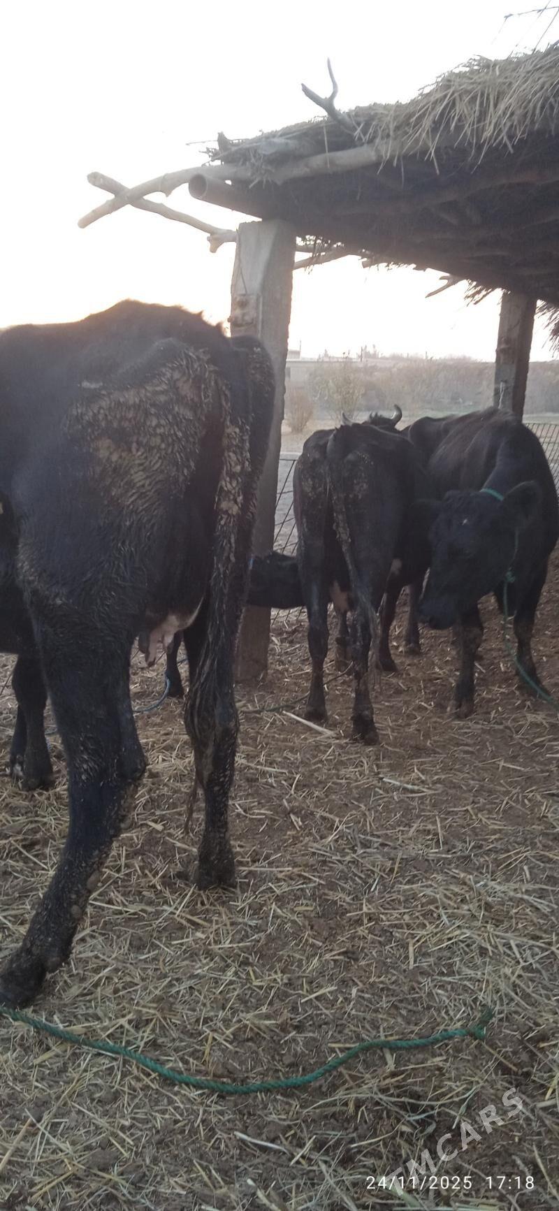 çorny pyostra saglyklar - Дянев - img 6