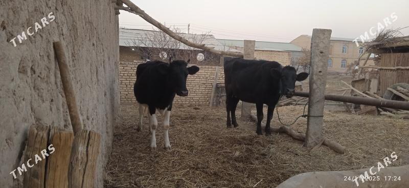 çorny pyostra saglyklar - Дянев - img 8