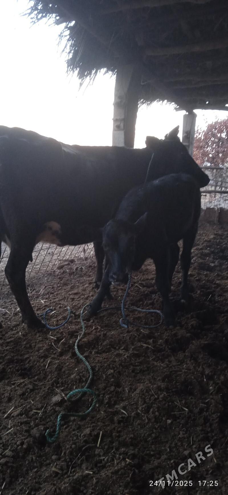 çorny pyostra saglyklar - Дянев - img 4