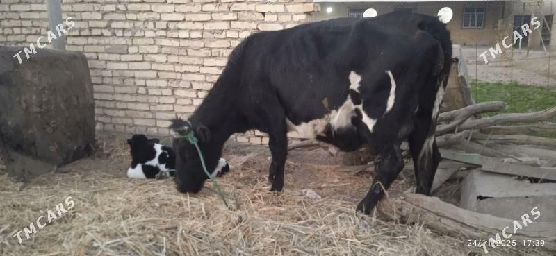 çorny pyostra saglyklar - Дянев - img 2