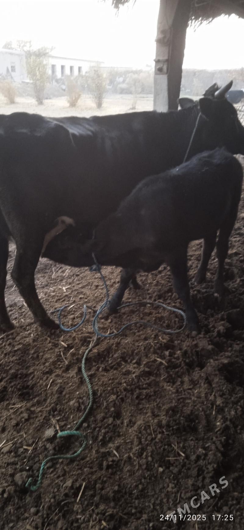 çorny pyostra saglyklar - Дянев - img 3