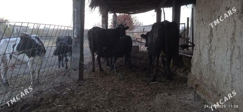 çorny pyostra saglyklar - Дянев - img 7