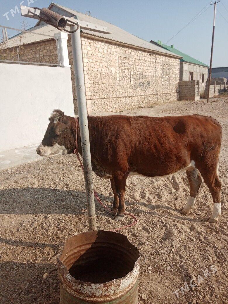 BOGAZ SYGYR - Балканабат - img 1