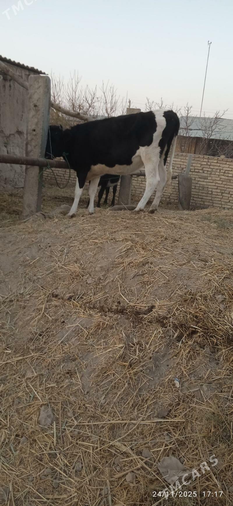 çorny pyostra saglyklar - Дянев - img 9