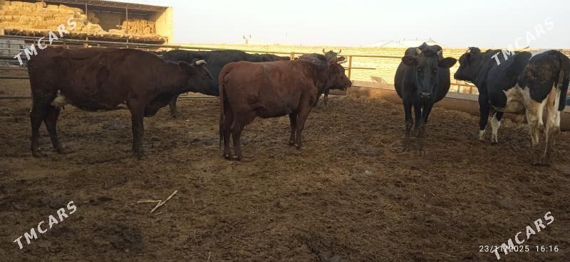 çorny pyostra saglyklar - Дянев - img 10