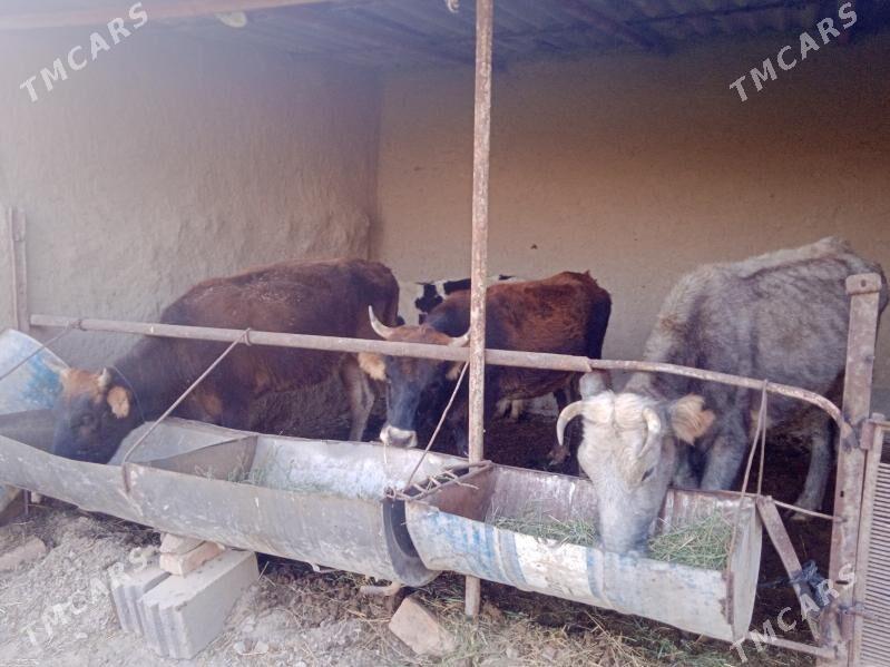 sygyr - Бахарден - img 3