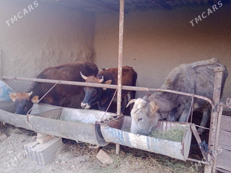 sygyr - Бахарден - img 2