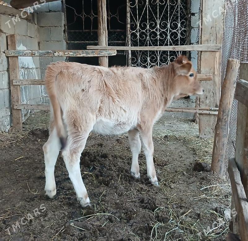 Göle - Гёкдепе - img 3