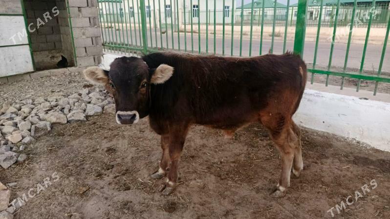 Öküzçe - Gyzylarbat - img 2