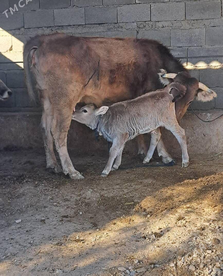 Goleli sygyr - Бахарден - img 3