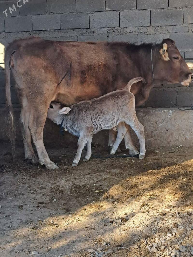 Goleli sygyr - Бахарден - img 2