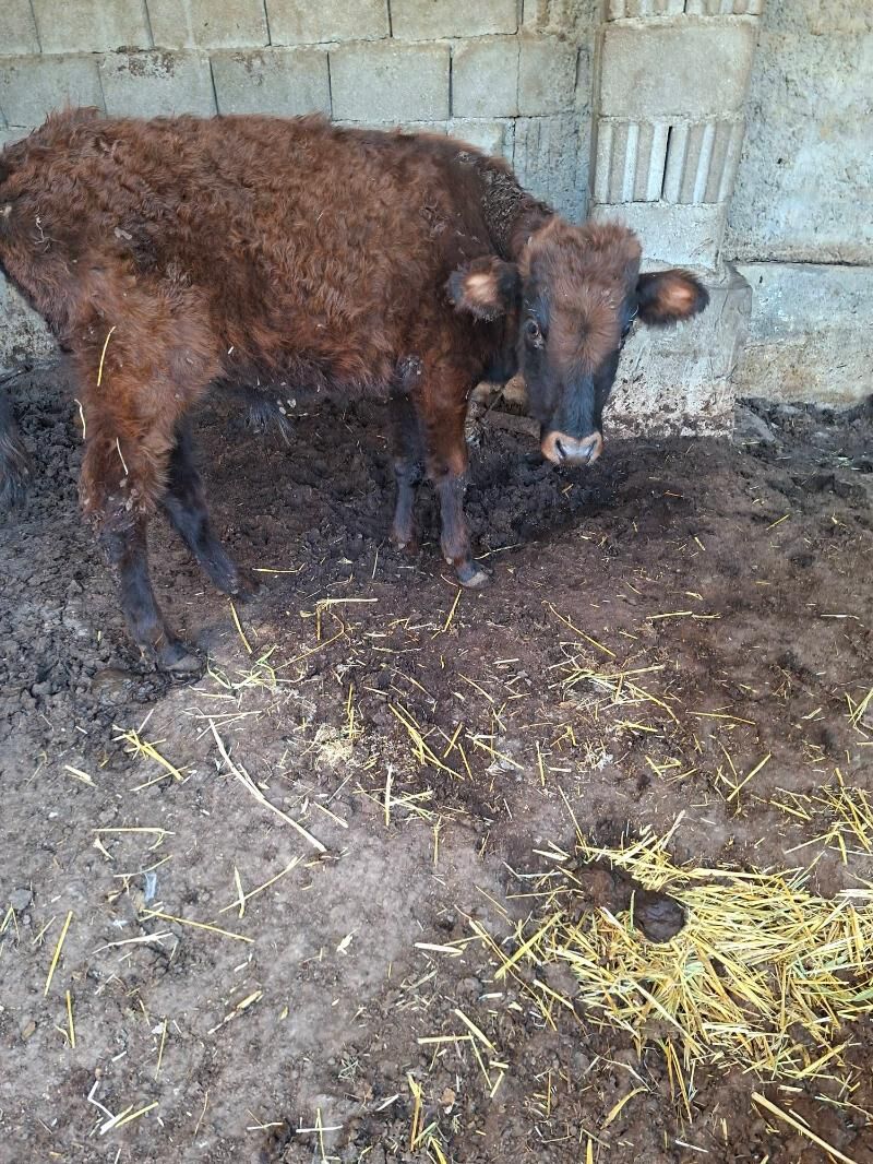 tuwe okuz - Гарадамак Шор - img 6