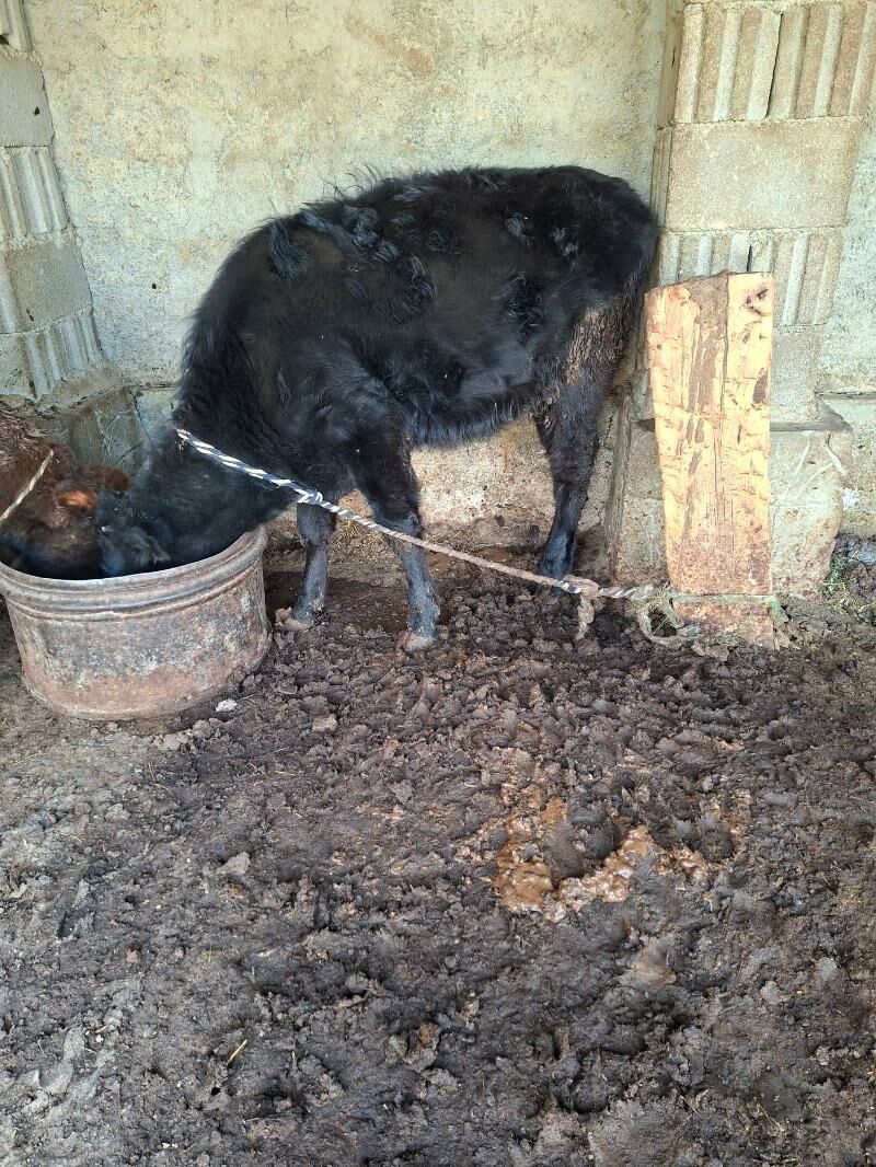 tuwe okuz - Гарадамак Шор - img 5