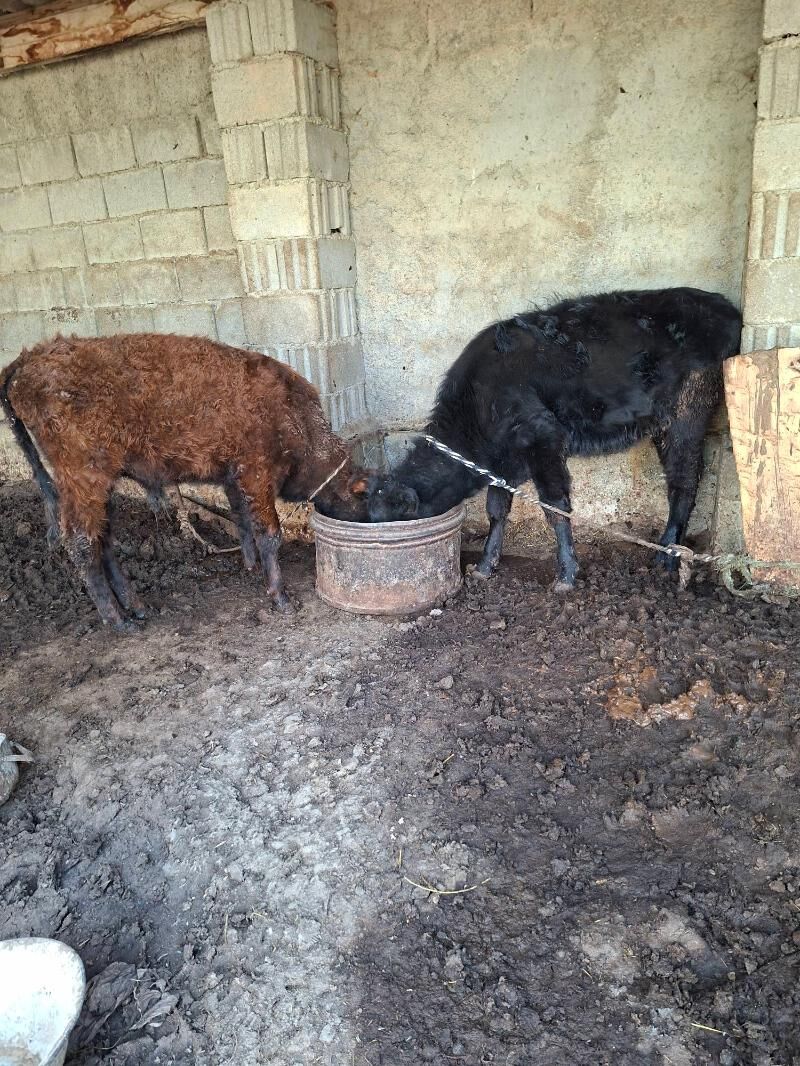 tuwe okuz - Гарадамак Шор - img 3